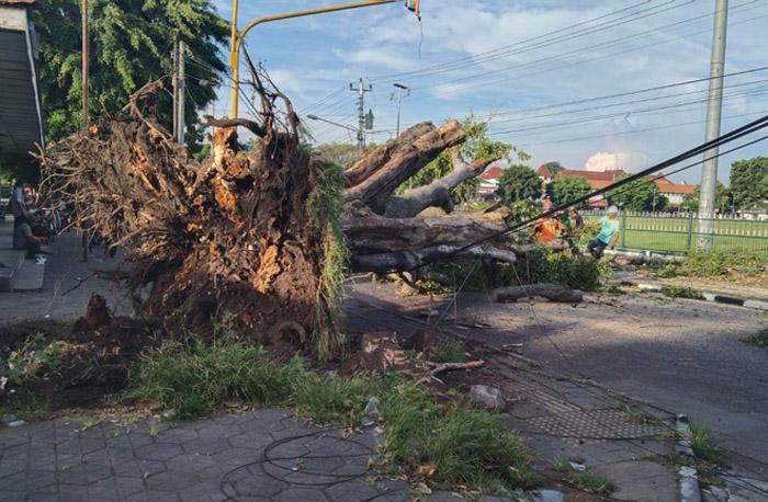 Pohon Preh Milik Keraton Yogyakarta di Sisi Barat Alun-alun Utara Tumbang