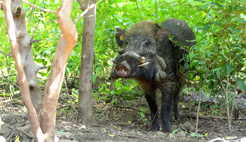 Penampakan Babi Kutil Endemik Jawa Terancam Punah, Berperan Penyebar Benih Tumbuhan - Bagian 2