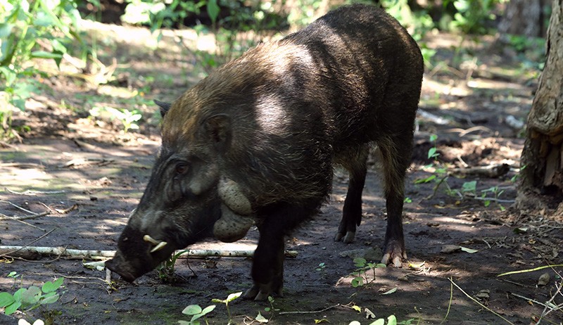 Penampakan Babi Kutil Endemik Jawa Terancam Punah, Berperan Penyebar Benih Tumbuhan - Bagian 1
