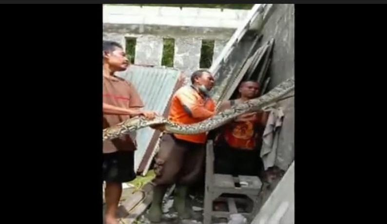 Dramatis, Evakuasi Ular Sanca Terjepit Tembok Rumah Warga di Purwokerto