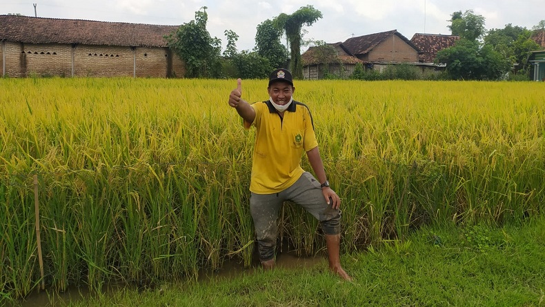 Petani di Rembang Ini Tanam Padi Tanpa Pupuk Urea, Hasilnya Mengagumkan 