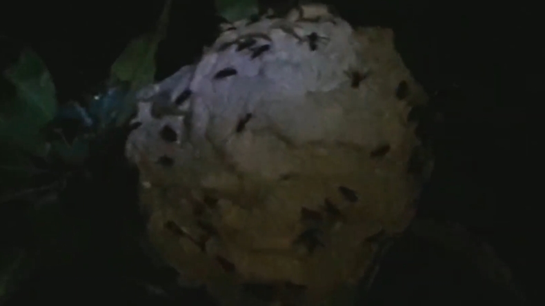 Bersenjatakan Sarung, Damkar Evakuasi Sarang Tawon Vespa Jumbo di Situbondo