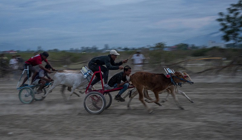 Tradisi Karapan Sapi usai Panen di Desa Tinggede Selatan Sigi - Bagian 2