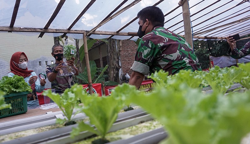 Panen Sayur Selada di Lahan Hidroponik, Dijual Rp4.000 per Ikat - Bagian 2
