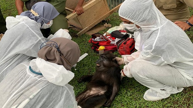 BBKSDA Sita 7 Satwa Dilindungi dari Rumah Bupati Langkat, Ini Daftarnya