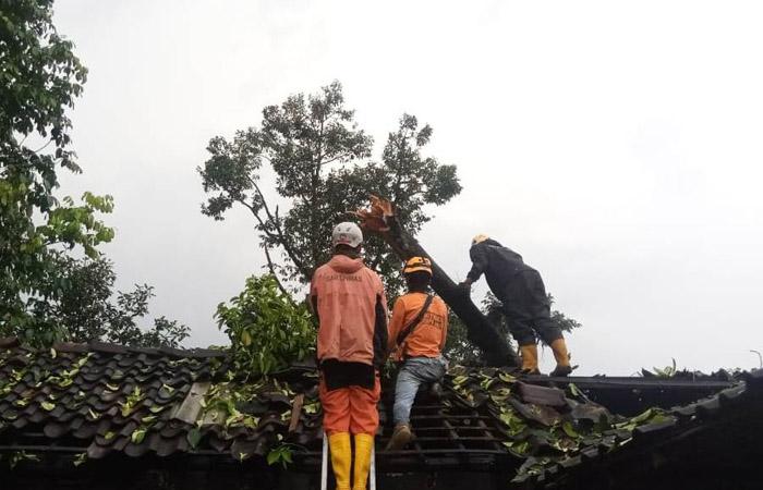 Cuaca Ekstrem Landa Sleman, Puluhan Pohon Tumbang Timpa Rumah Warga