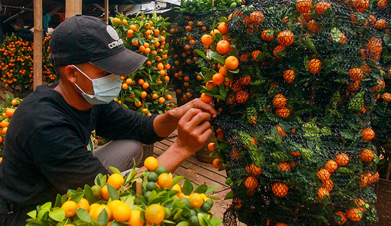 Jeruk Ini Dipercaya Membawa Keberuntungan, Diborong Jelang Perayaan Imlek - Bagian 1