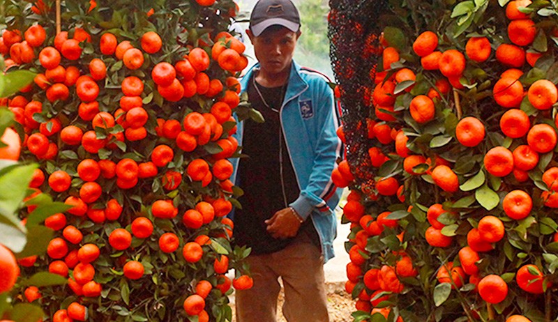 Jeruk Ini Dipercaya Membawa Keberuntungan, Diborong Jelang Perayaan Imlek - Bagian 4