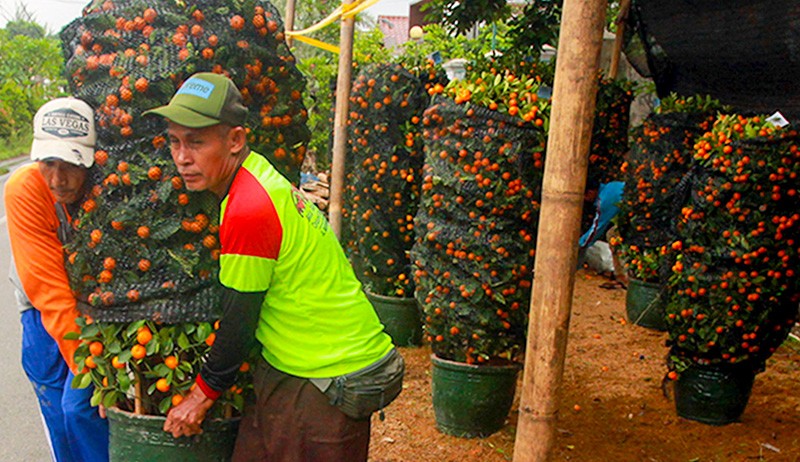 Jeruk Ini Dipercaya Membawa Keberuntungan, Diborong Jelang Perayaan Imlek - Bagian 2