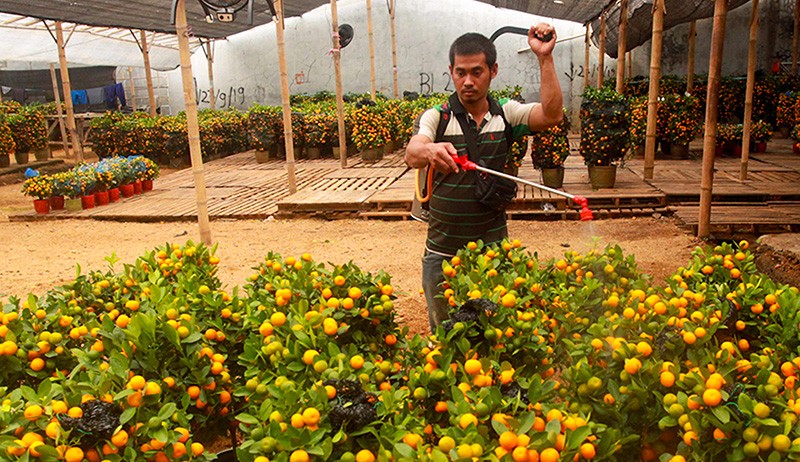 Jeruk Ini Dipercaya Membawa Keberuntungan, Diborong Jelang Perayaan Imlek - Bagian 3