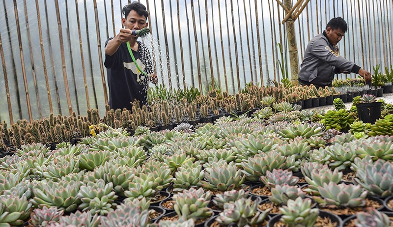 Petani Milenial Ekspor Tanaman Hias ke Korea - Bagian 3