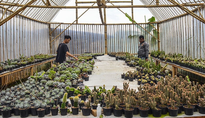 Petani Milenial Ekspor Tanaman Hias ke Korea - Bagian 2