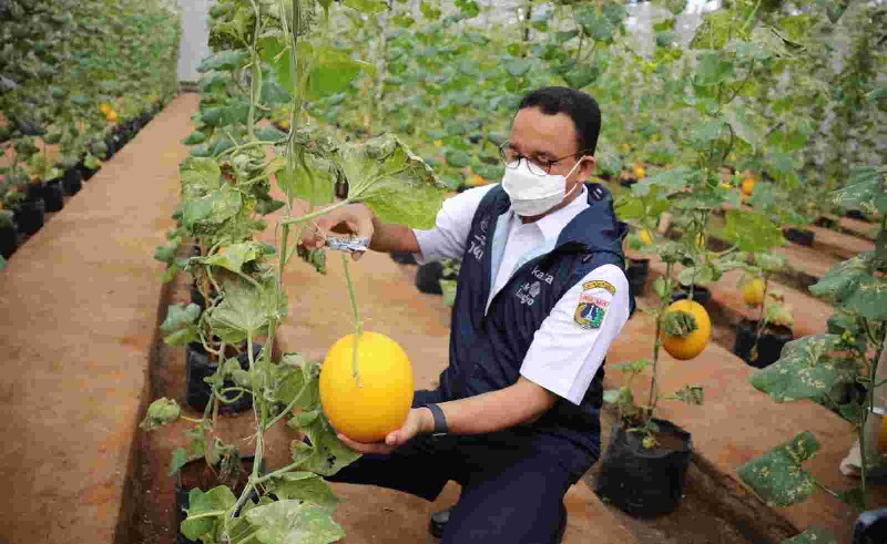 Kunjungi Agro Edu Wisata Cilangkap, Begini Ekspresi Anies saat Panen Melon Golden