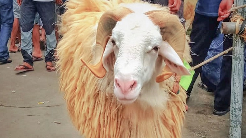   Warga Kaki Gunung Sumbing Gelar Festival Domba, Pesertanya Ada yang dari Sleman 