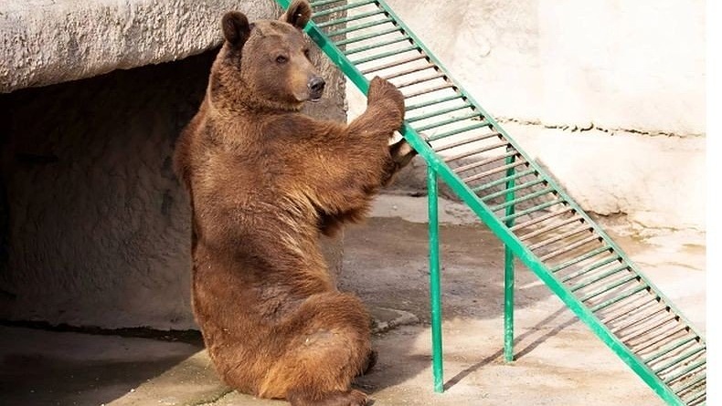 Sadis! Ibu Ini Ngotot Banget Bunuh Anaknya dengan Dilempar ke Kandang Beruang