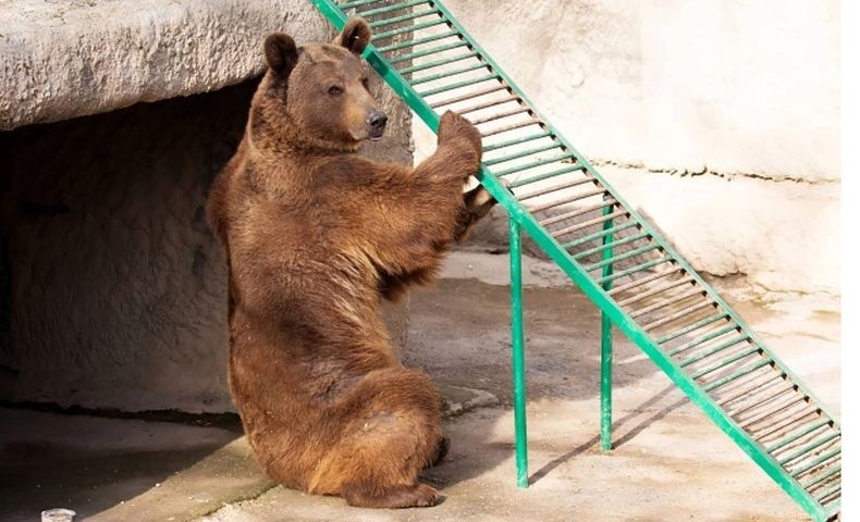   Sungguh Sadis, Ibu Ini Tega Lempar Anaknya ke Kandang Beruang