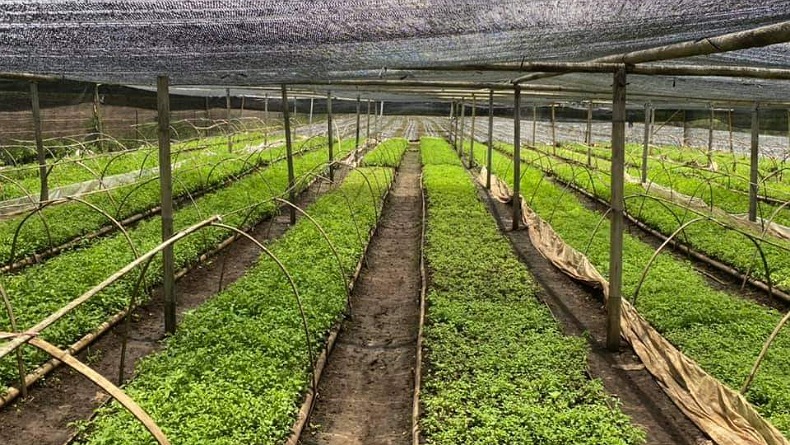 Stevia, Tanaman Pengganti Gula Calon Raksasa Ekspor Sulawesi Utara