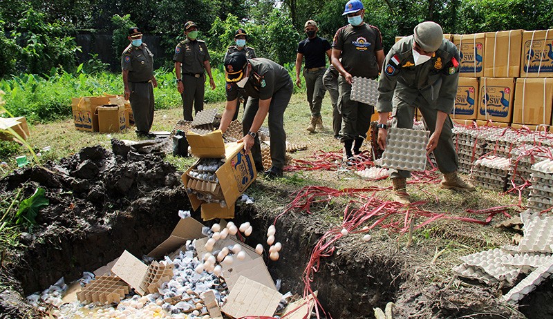 Puluhan Ribu Telur Ayam Arab Dimusnahkan Satpol PP Kalbar - Bagian 1