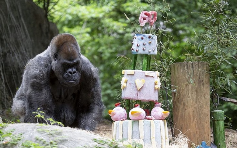 Ozzie Gorila Jantan Tertua di Dunia Mati di Usia 61 Tahun, sempat Tak Doyan Makan