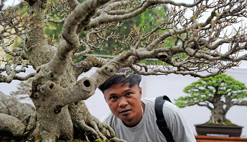 Deretan Bonsai Cantik Dipamerkan di Jambi - Bagian 2