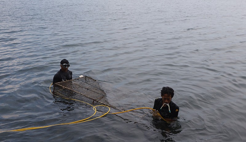 Budi Daya Koral Banyuwangi untuk Ekspor - Bagian 2