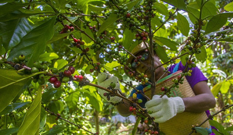 Petani Banjarbaru Panen Kopi Jenis Ekselsa Khas Kalimantan Selatan - Bagian 2