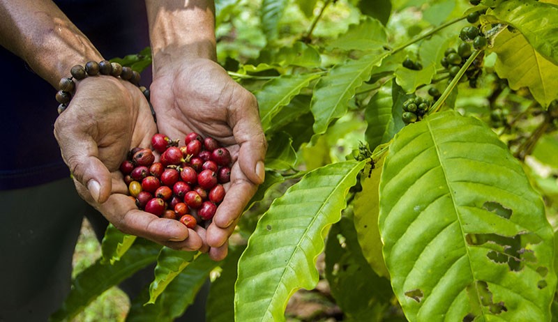 Petani Banjarbaru Panen Kopi Jenis Ekselsa Khas Kalimantan Selatan - Bagian 1