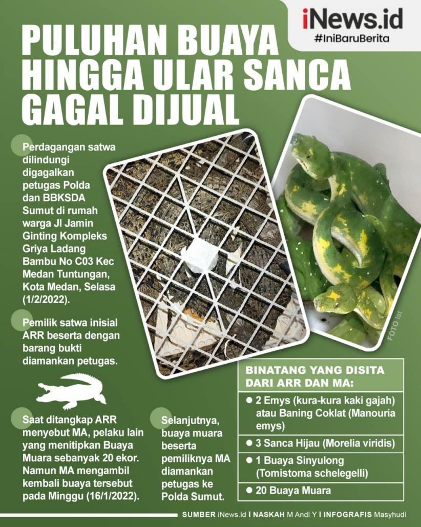 Infografis Puluhan Buaya hingga Ular Sanca Gagal Dijual