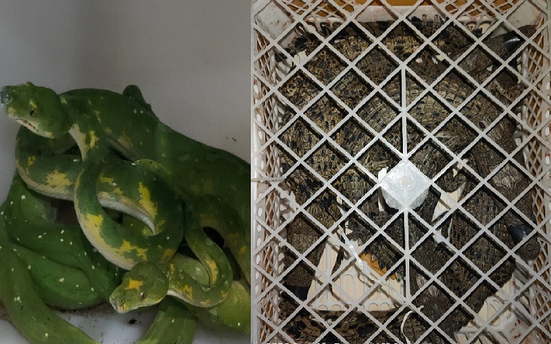 Perdagangan Satwa Liar Digagalkan, Pelaku Hendak Kirim Puluhan Buaya hingga Ular Sanca