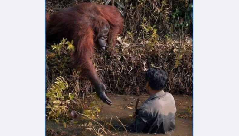  Tertangkap Kamera, Orangutan di Kalimantan Ulurkan Tangan Bantu Orang Tercebur Lumpur 