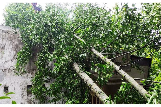  Hujan Disertai Angin Kencang Terjang Sleman, Sebabkan Pohon Tumbang dan Rumah Rusak