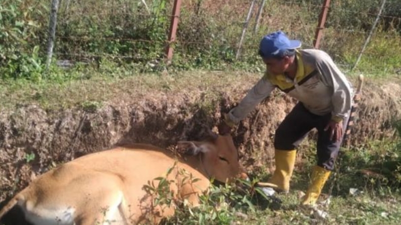 Gawat! 5 Sapi Warga Gayo Lues Mati Mendadak
