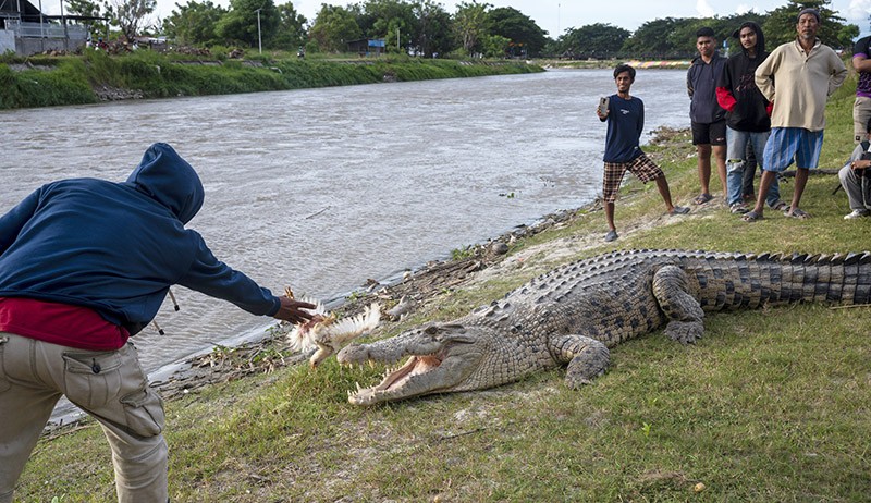 title Tangkap Bebek di Sungai, Remaja Hilang Diterkam Buaya Tangkap Bebek di Sungai, Remaja Hilang Diterkam Buaya