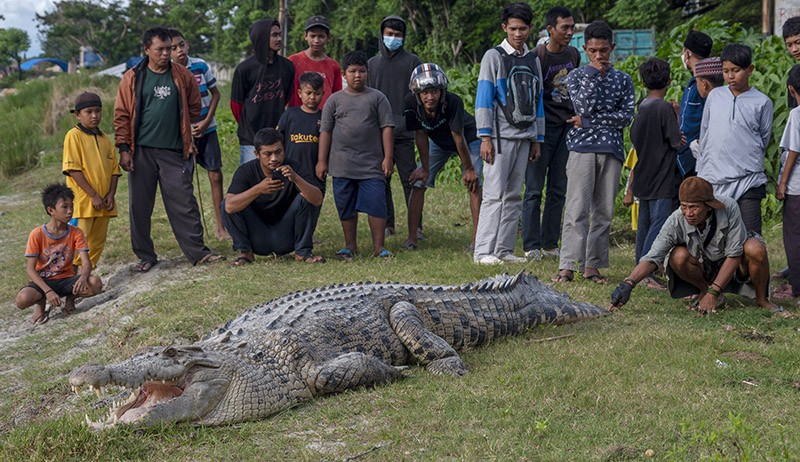 Nekat, Warga Dekati Buaya 4 Meter di Pinggir Sungai Palu - Bagian 2