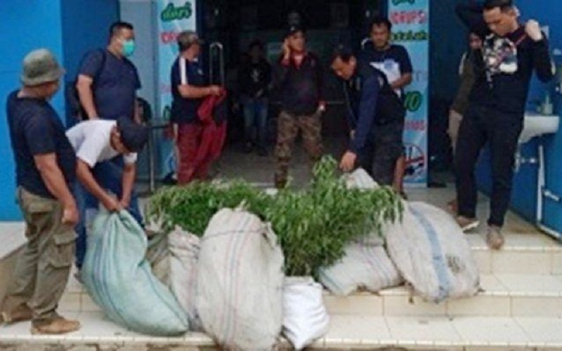 title BNN Temukan Bonsai Ladang Ganja di Lereng Curam Bukit Barisan Empat Lawang BNN Temukan Bonsai Ladang Ganja di Lereng Curam Bukit Barisan Empat Lawang