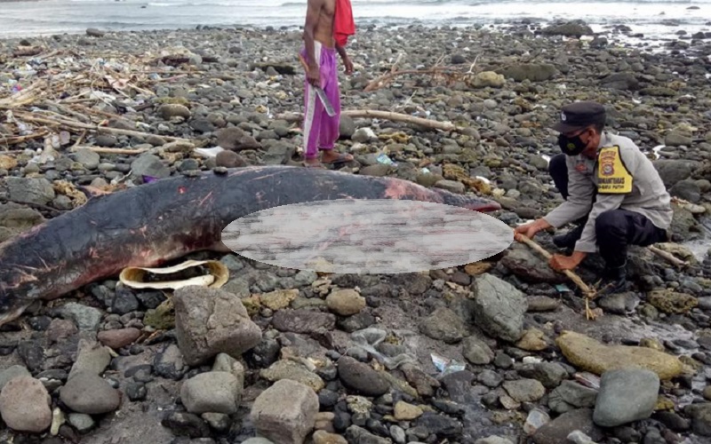 Paus Mati Terdampar di Pantai Pemalikan Alit, Kondisi Membusuk