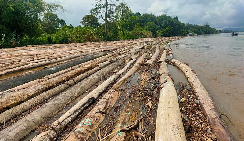 Penampakan Ribuan Kayu Ilegal Mengapung di Sungai Mahakam Kalimantan Timur - Bagian 2