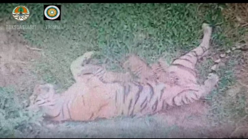 3 Anak Harimau Sumatera Lahir di Sanctuary Barumun