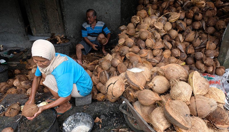 Permintaan Minyak Kelapa Tinggi, Harga Kopra Naik - Bagian 1