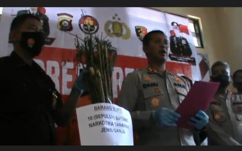 Bebas dari Penjara, Residivis Curas Sumsel-Lampung Berladang Ganja