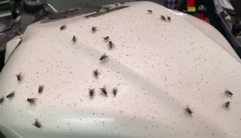 Lalat Hijau Serbu Permukiman di Kertamukti KBB, Kades Minta Bantuan Pemerintah