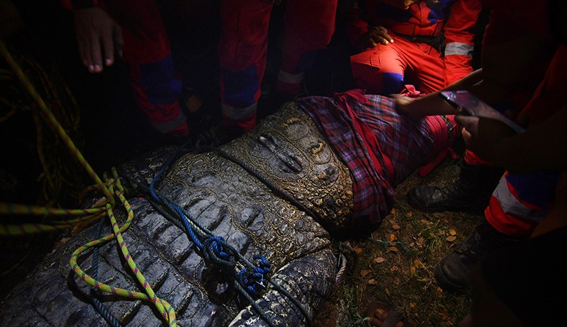 Momen Buaya Berkalung Ban Diselamatkan Warga Palu hingga Kembali ke Alam Liar - Bagian 4