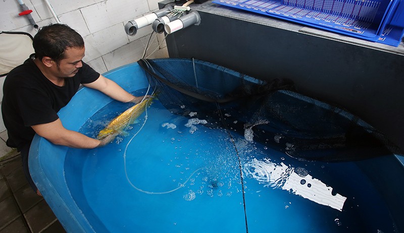 Bisnis Ikan Koi Impor Jepang, Harga hingga Puluhan Juta - Bagian 2