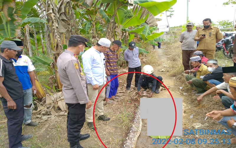 Heboh, Nenek-Nenek di Jambi Tewas Dililit Ular Piton Sepanjang 6 Meter, Jasad Nyaris Dimangsa