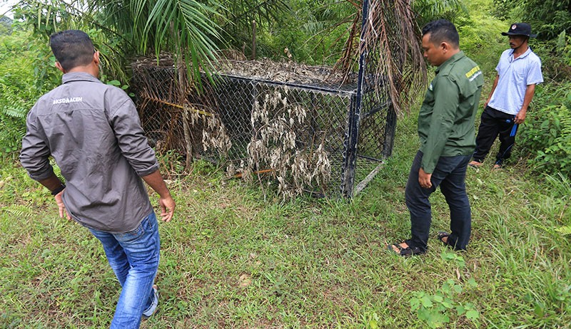 Cegah Konflik Harimau dan Warga, BKSDA Aceh Pasang Tiga Perangkap di Kebun Sawit - Bagian 1