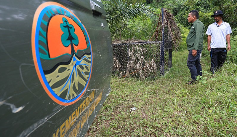 Cegah Konflik Harimau dan Warga, BKSDA Aceh Pasang Tiga Perangkap di Kebun Sawit - Bagian 2