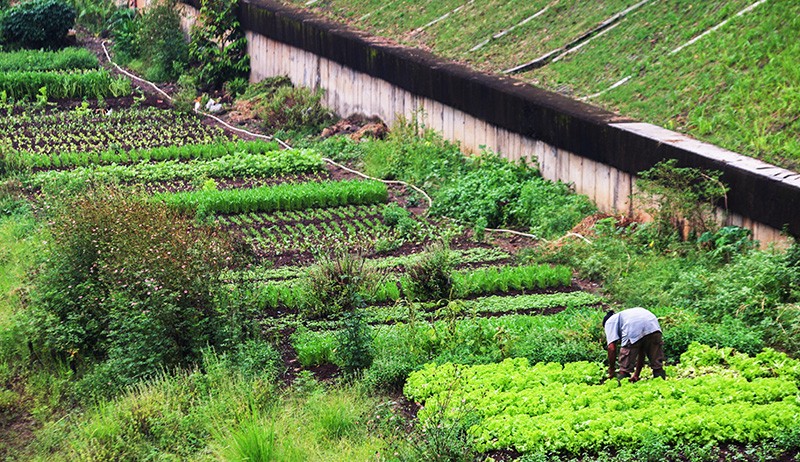 Ragam Sayuran Ditanam di Bantaran BKT, Omzet Rp3 Juta per Bulan - Bagian 2
