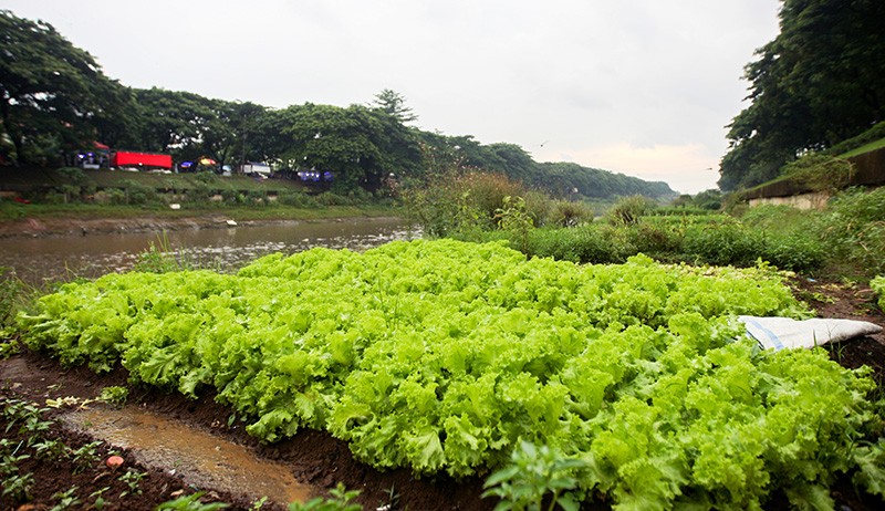 Ragam Sayuran Ditanam di Bantaran BKT, Omzet Rp3 Juta per Bulan - Bagian 4