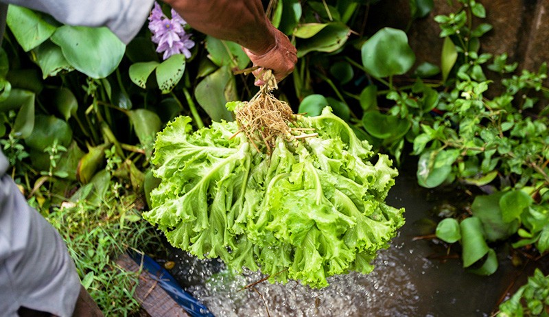 Ragam Sayuran Ditanam di Bantaran BKT, Omzet Rp3 Juta per Bulan - Bagian 3