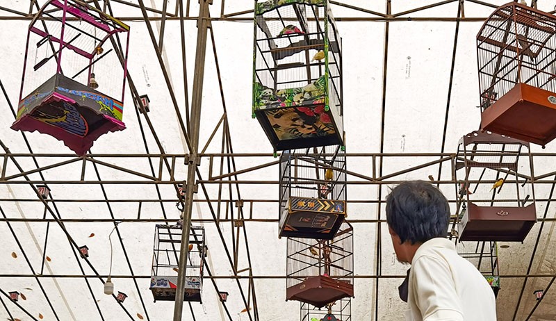 Serunya Melihat Lomba Kicau Burung Kenari - Bagian 1